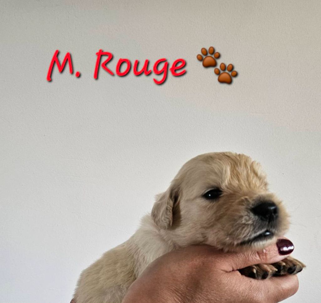 Des Terres De Flore - Chiots disponibles - Golden Retriever