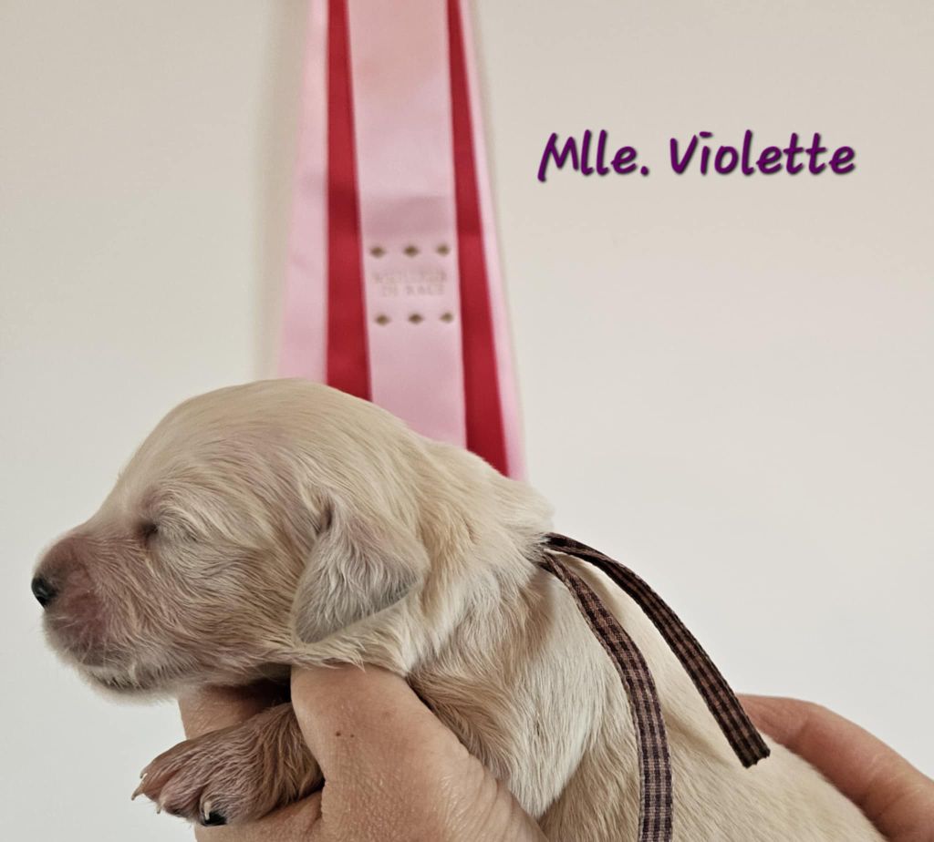 Des Terres De Flore - Chiots disponibles - Golden Retriever
