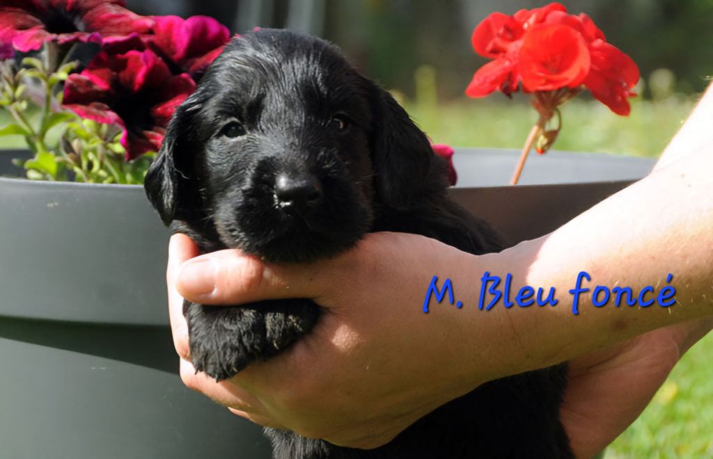 Des Terres De Flore - Chiots disponibles - Flat Coated Retriever