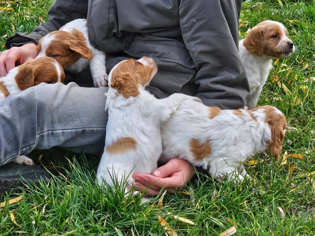 Chiot Epagneul Breton Des Terres De Flore