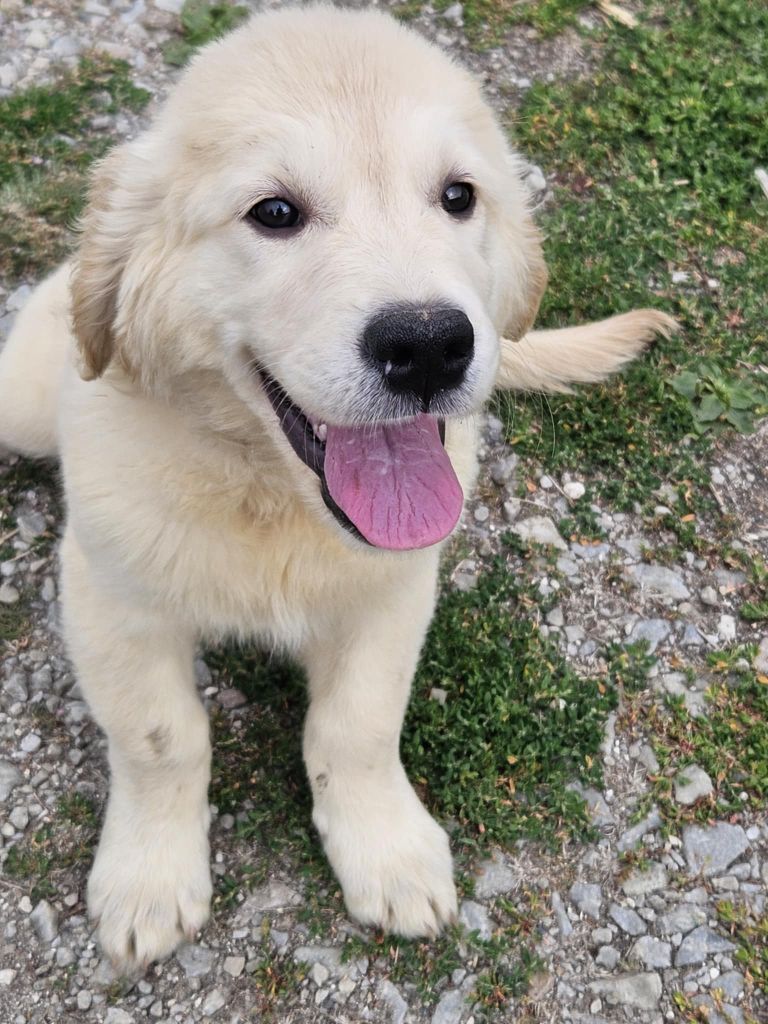 Des Terres De Flore - Chiots disponibles - Golden Retriever