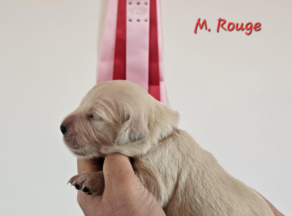 Des Terres De Flore - Chiots disponibles - Golden Retriever