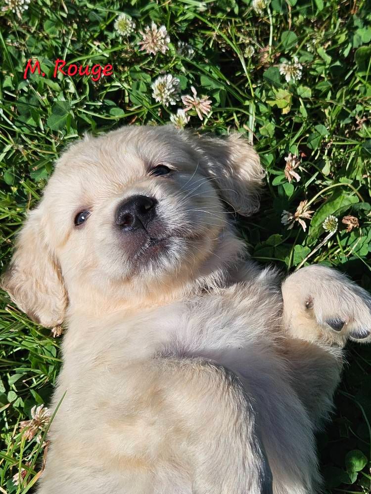 Des Terres De Flore - Chiots disponibles - Golden Retriever