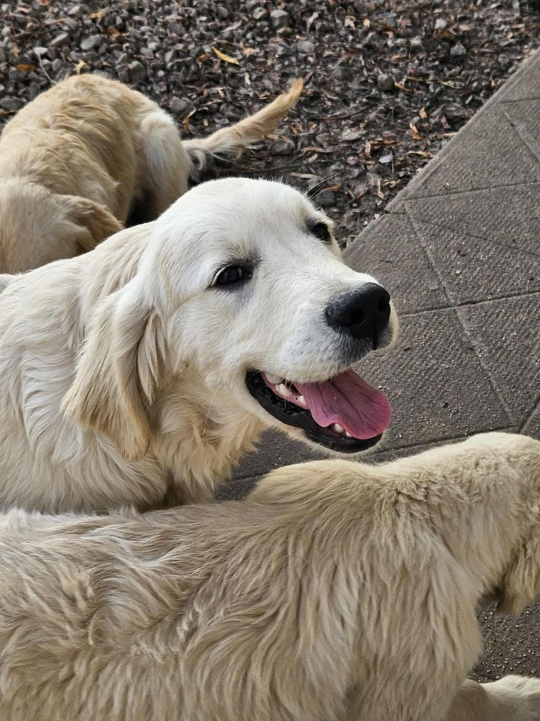 Des Terres De Flore - Chiots disponibles - Golden Retriever