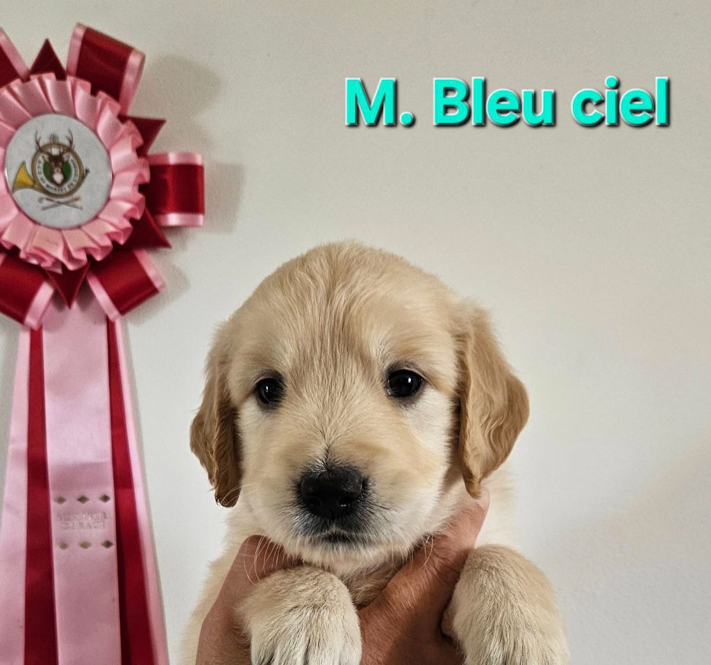 Des Terres De Flore - Chiots disponibles - Golden Retriever