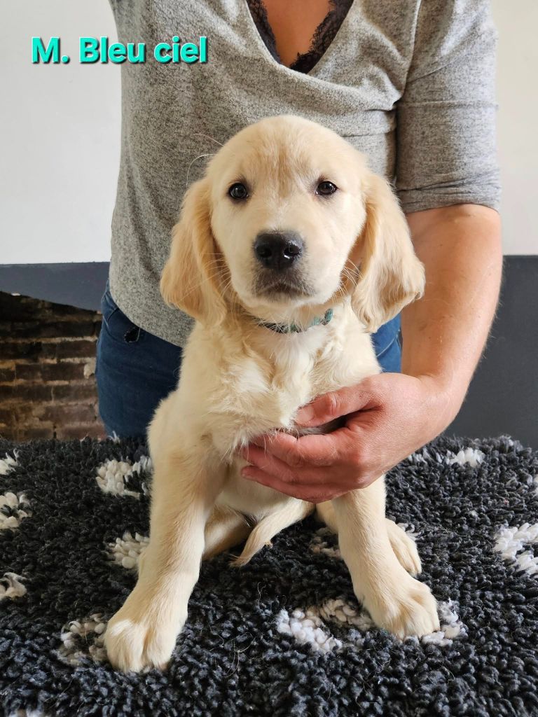 Des Terres De Flore - Chiots disponibles - Golden Retriever