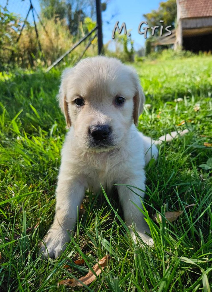 Des Terres De Flore - Chiots disponibles - Golden Retriever