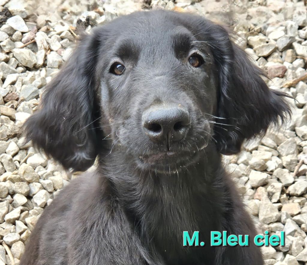 Des Terres De Flore - Chiots disponibles - Flat Coated Retriever