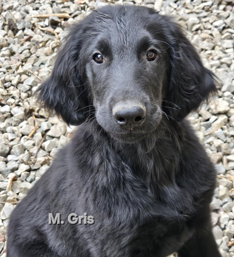 Des Terres De Flore - Chiots disponibles - Flat Coated Retriever
