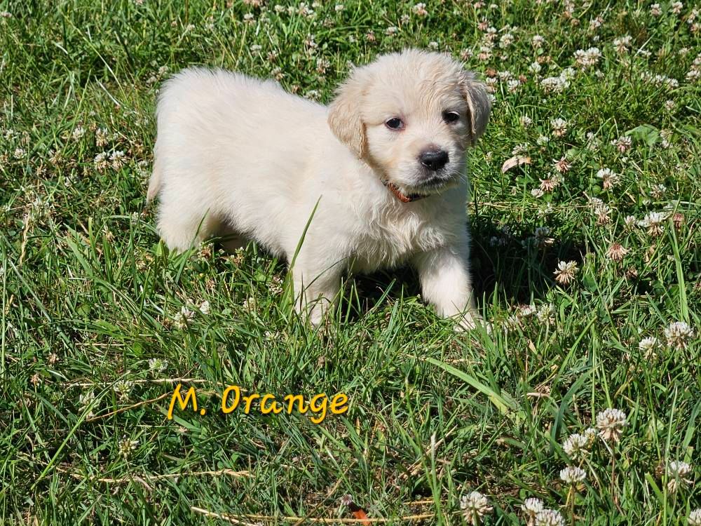 Des Terres De Flore - Chiots disponibles - Golden Retriever