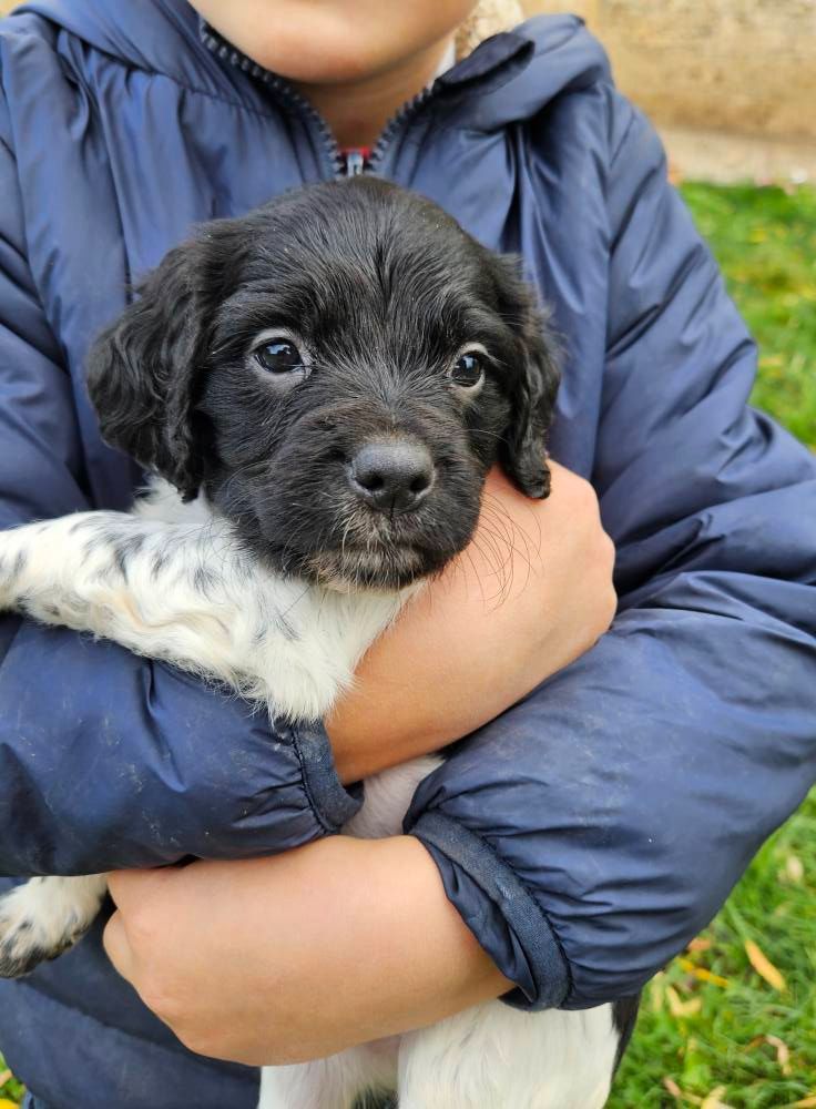 Des Terres De Flore - Chiots disponibles - Epagneul Breton