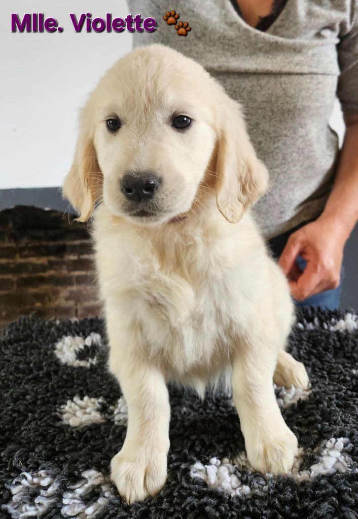 Des Terres De Flore - Chiots disponibles - Golden Retriever