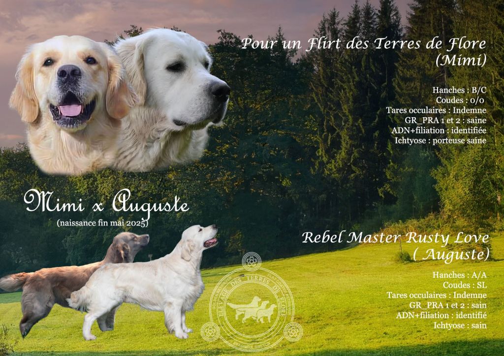 Chiot Golden Retriever Des Terres De Flore