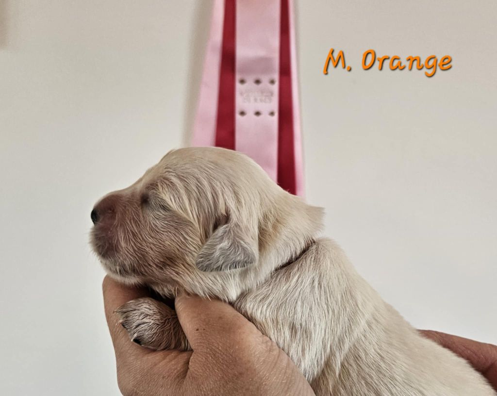 Des Terres De Flore - Chiots disponibles - Golden Retriever