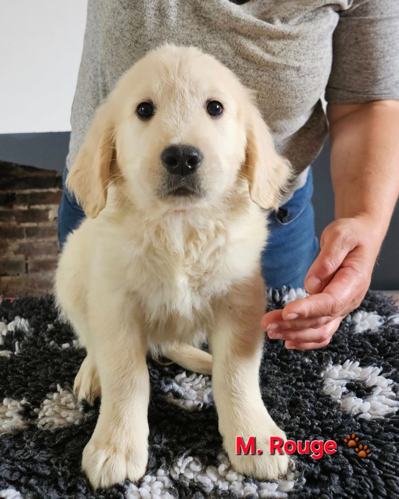 Des Terres De Flore - Chiots disponibles - Golden Retriever