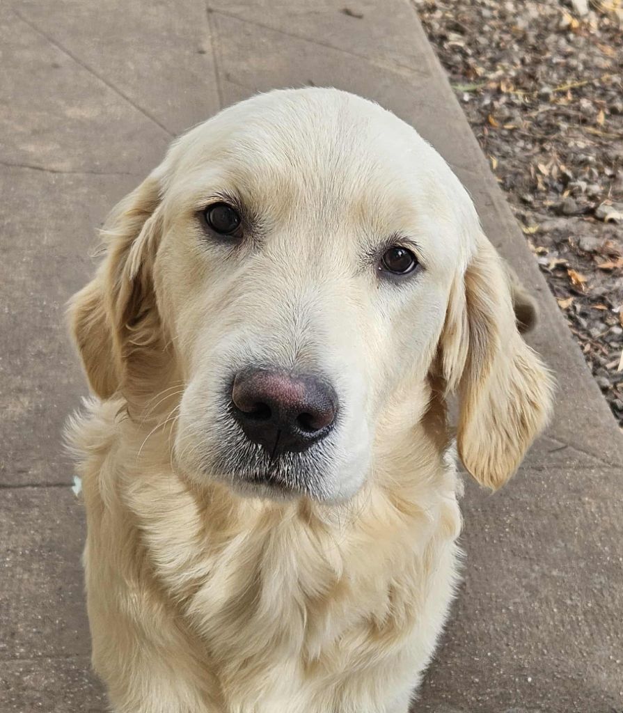 Des Terres De Flore - Chiots disponibles - Golden Retriever