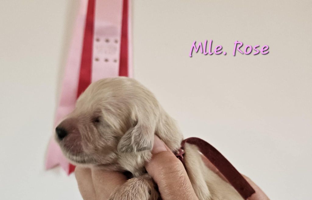 Des Terres De Flore - Chiots disponibles - Golden Retriever