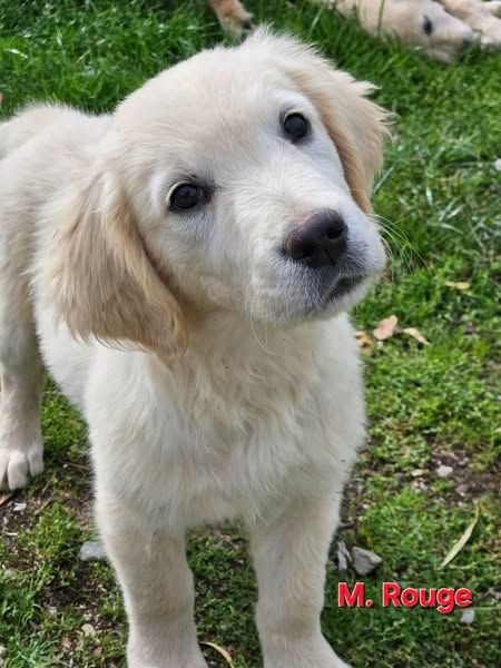 Des Terres De Flore - Chiots disponibles - Golden Retriever