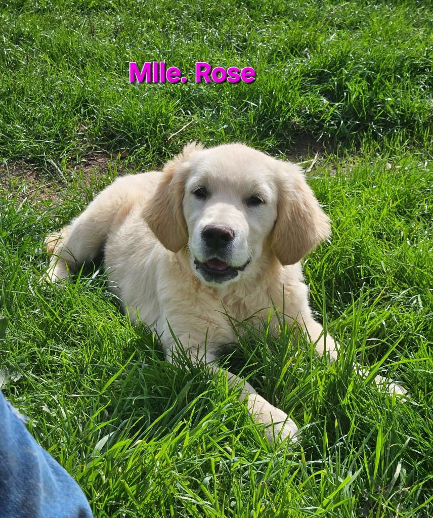 Des Terres De Flore - Chiots disponibles - Golden Retriever