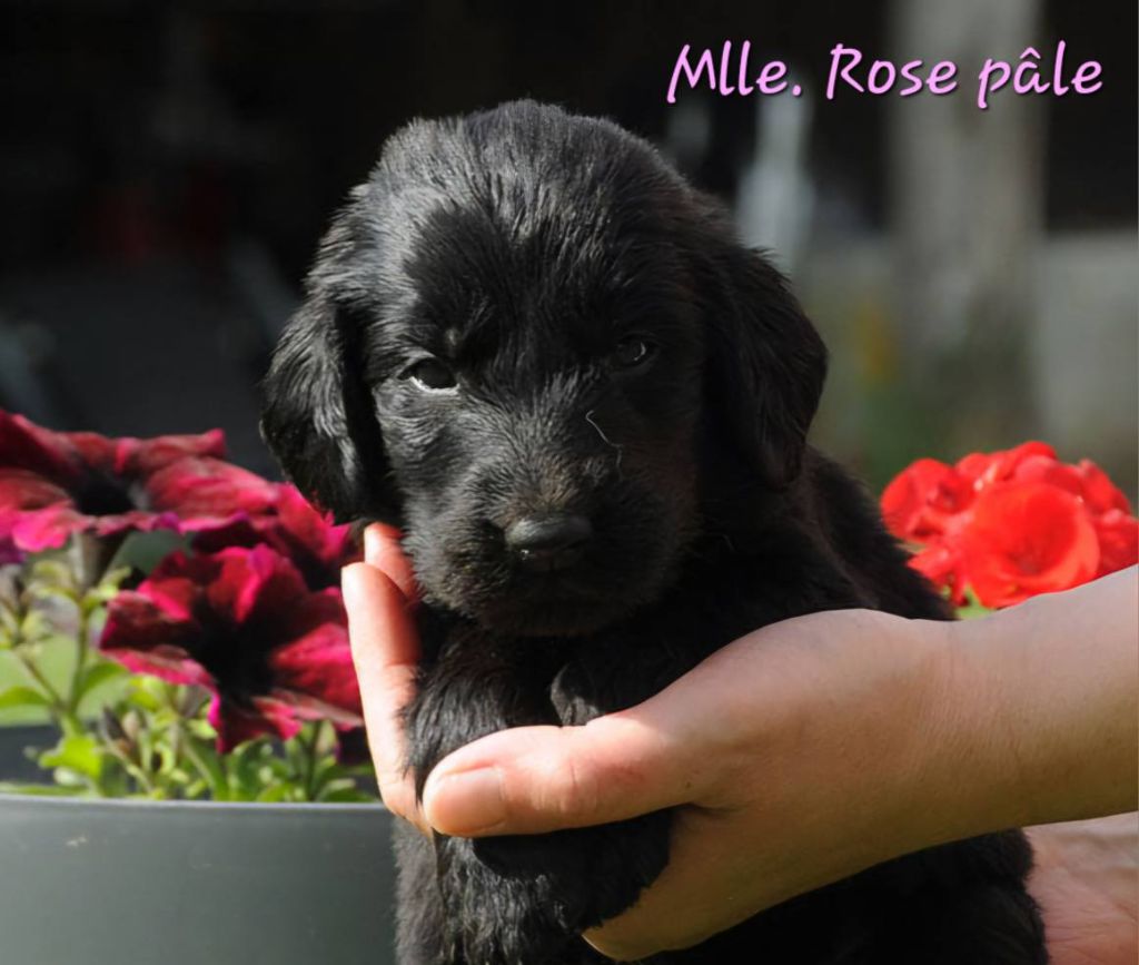 Des Terres De Flore - Chiots disponibles - Flat Coated Retriever