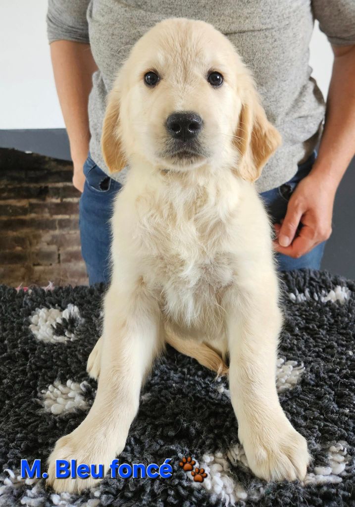 Des Terres De Flore - Chiots disponibles - Golden Retriever