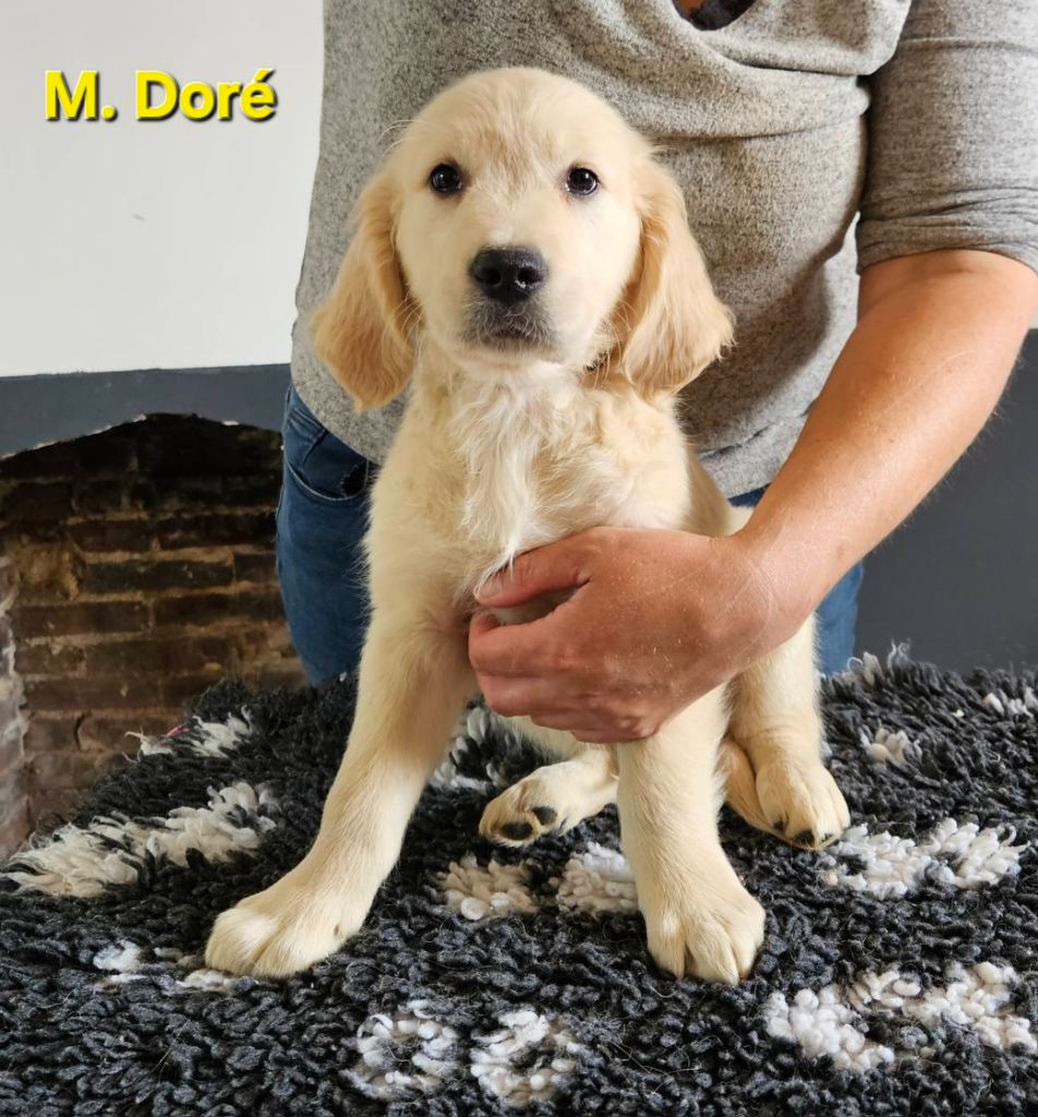 Des Terres De Flore - Chiots disponibles - Golden Retriever