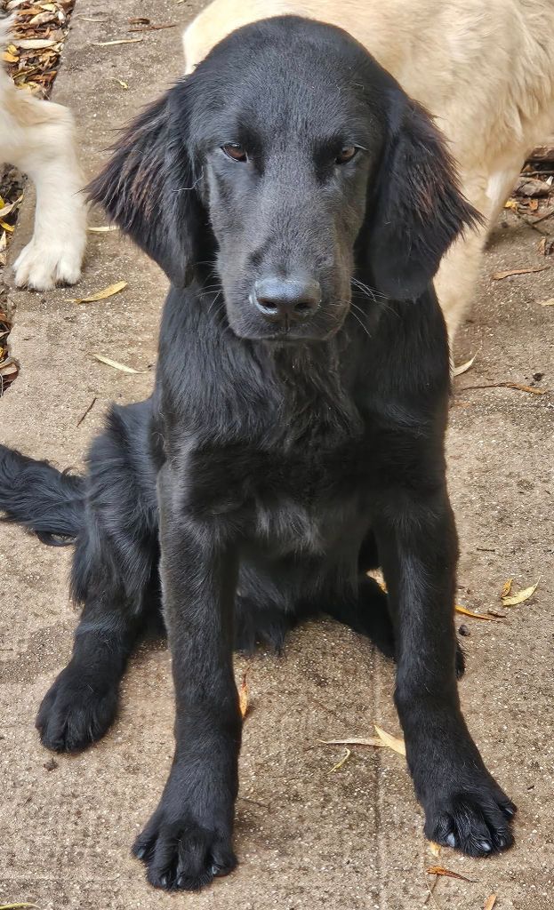 Des Terres De Flore - Chiots disponibles - Flat Coated Retriever