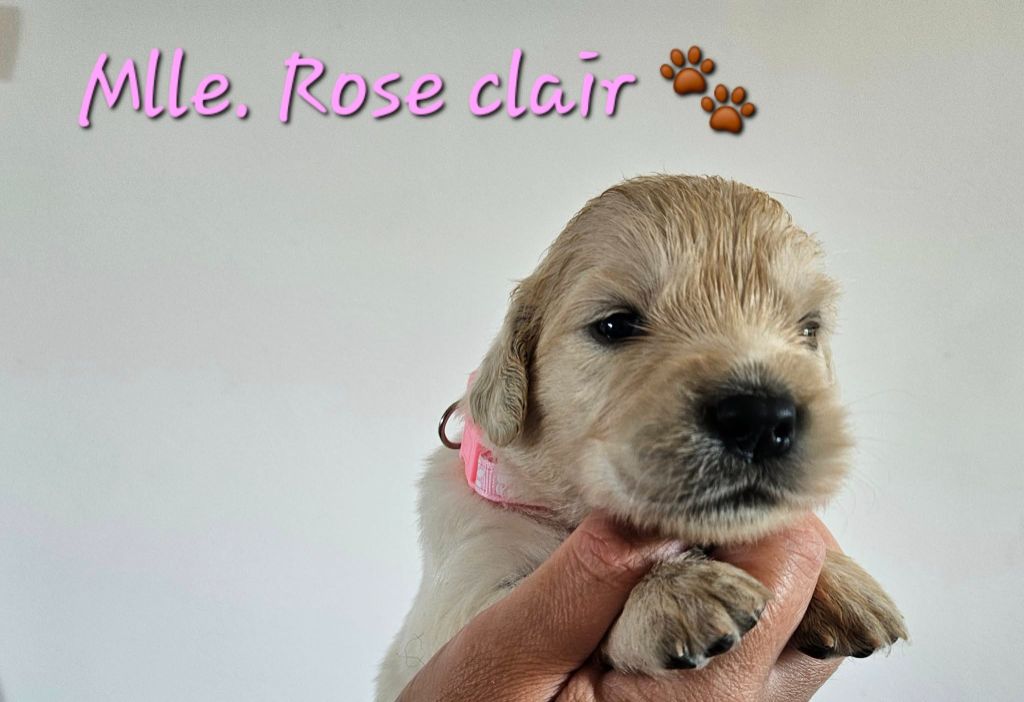 Des Terres De Flore - Chiots disponibles - Golden Retriever