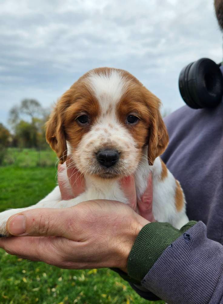 Des Terres De Flore - Chiots disponibles - Epagneul Breton