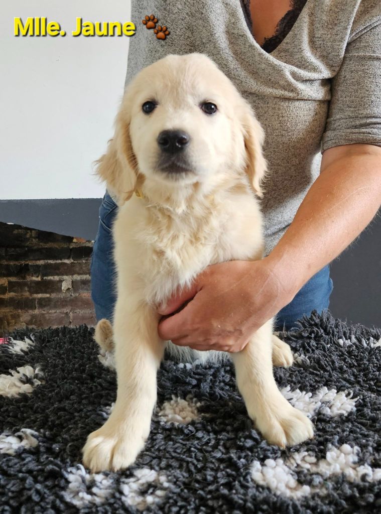 Des Terres De Flore - Chiots disponibles - Golden Retriever