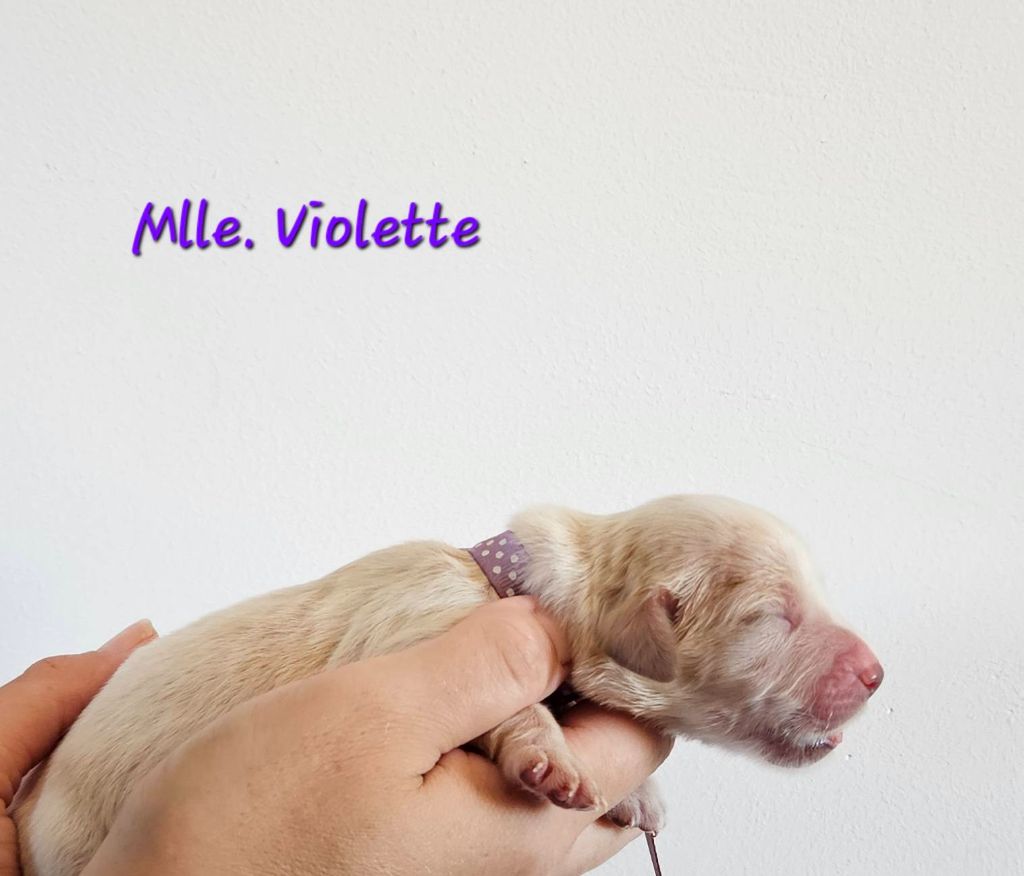 Des Terres De Flore - Chiots disponibles - Golden Retriever