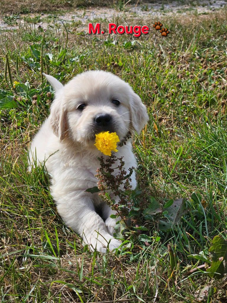 Des Terres De Flore - Chiots disponibles - Golden Retriever