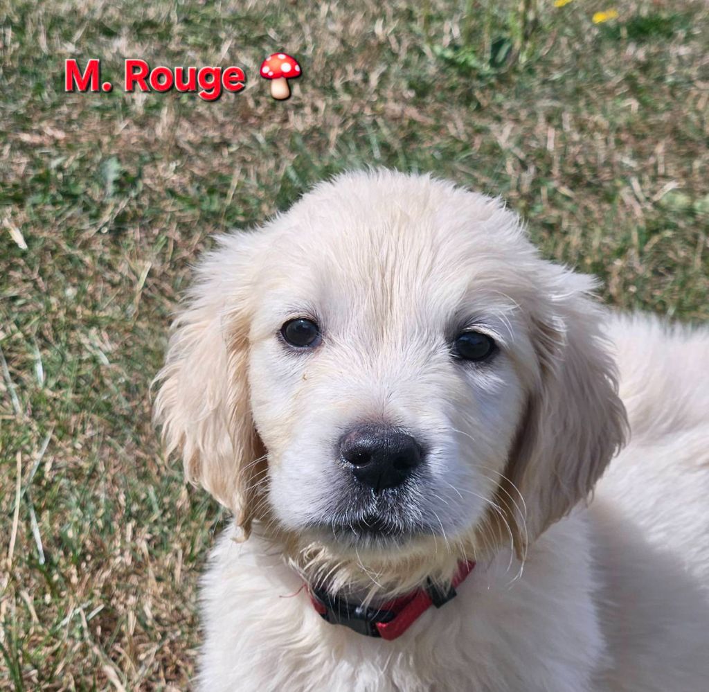 Des Terres De Flore - Chiots disponibles - Golden Retriever