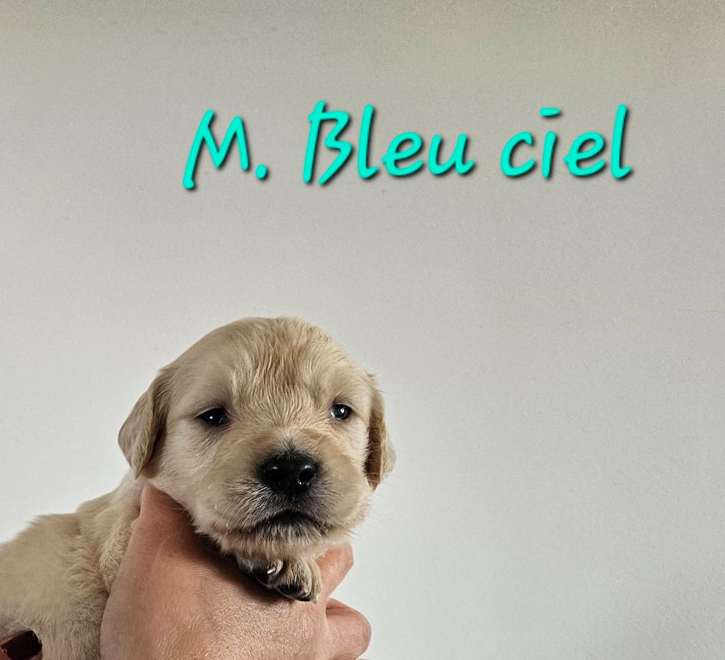 Des Terres De Flore - Chiots disponibles - Golden Retriever