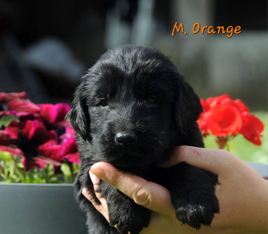 Des Terres De Flore - Chiots disponibles - Flat Coated Retriever