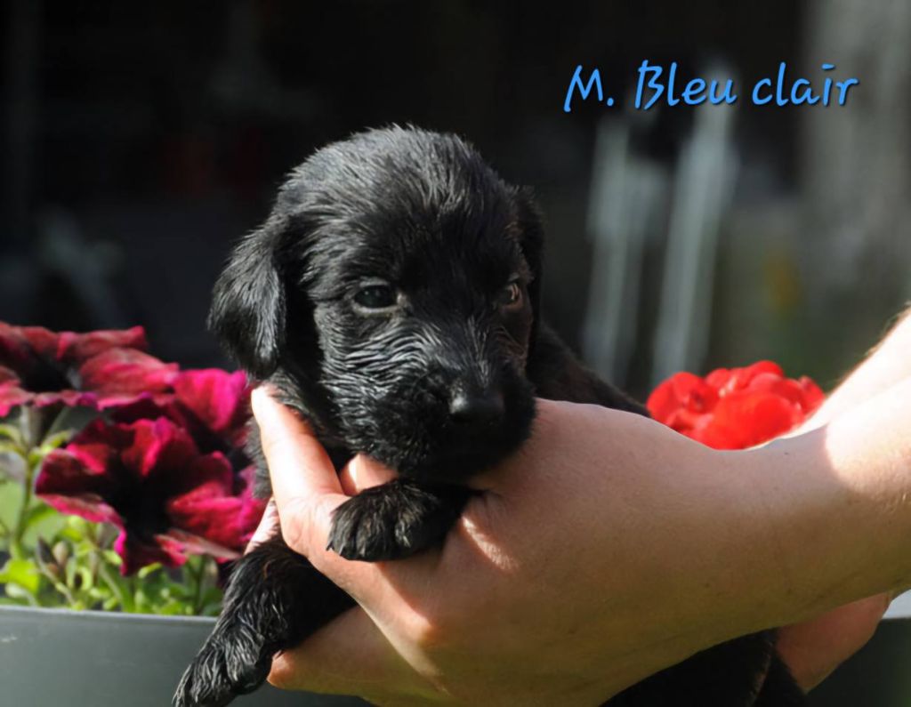 Des Terres De Flore - Chiots disponibles - Flat Coated Retriever