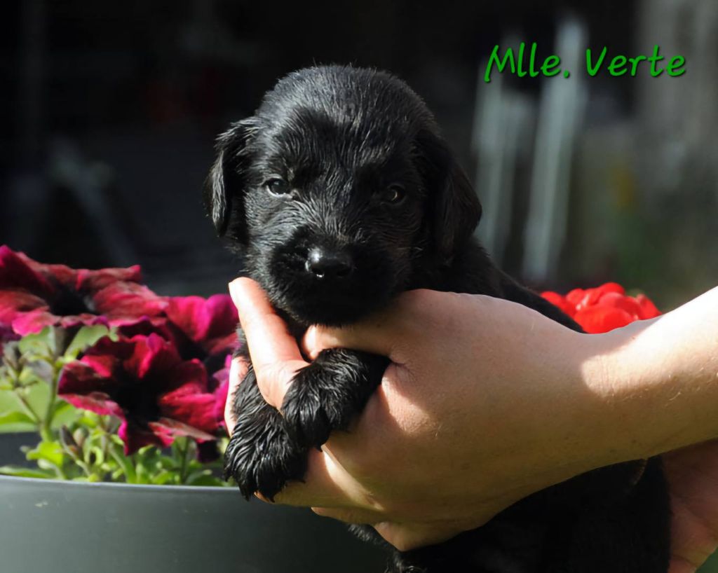 Des Terres De Flore - Chiots disponibles - Flat Coated Retriever