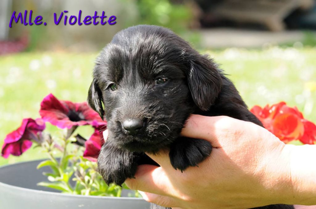 Des Terres De Flore - Chiots disponibles - Flat Coated Retriever