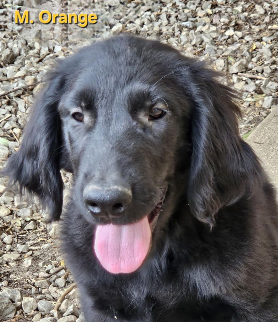 Des Terres De Flore - Chiots disponibles - Flat Coated Retriever